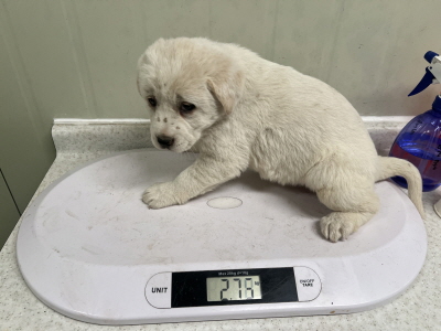 동부유기동물보호협회_426333202500071